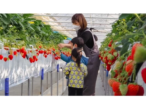 [Nagano/Karuizawa] Winter/spring strawberry picking★Standard all-you-can-eat course★30 minutes all-you-can-eat☆Free refills of condensed milk! Special strawberries that won prizes at the <National Strawberry Championship>!の画像