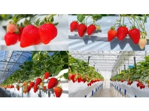 [Nagano/Karuizawa] Winter/spring strawberry picking★Premium all-you-can-eat course★All-you-can-eat multiple varieties for 40 minutes! Refills of condensed milk OK☆ 15 minutes by car from Karuizawa Station!の画像