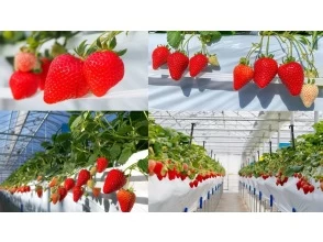 [Nagano/Karuizawa] Winter/spring strawberry picking★Premium all-you-can-eat course★All-you-can-eat multiple varieties for 40 minutes! Refills of condensed milk OK☆ 15 minutes by car from Karuizawa Station!