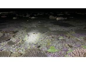 【鹿児島・与論島】1日1組夜限定ツアー干潮の限られた時間にしか行けない珊瑚見学ナイトツアー