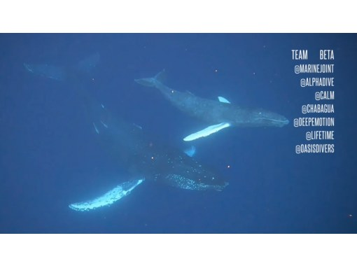 【沖縄本島・宜野湾発】ホエールスイム&ウォッチング⭐️写真、動画その場でプレゼント⭐️器材レンタル込⭐️ライセンス必須⭐️1,2,3月限定の画像