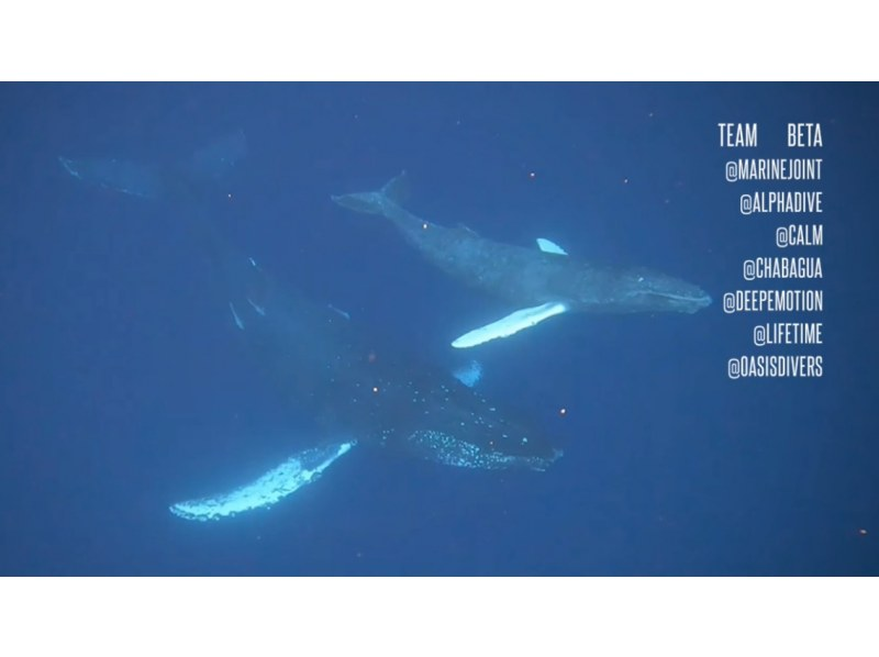 【沖縄本島・宜野湾発】ホエールスイム⭐️写真、動画その場でプレゼント⭐️器材レンタル込⭐️ライセンス必須⭐️２,3月限定の紹介画像