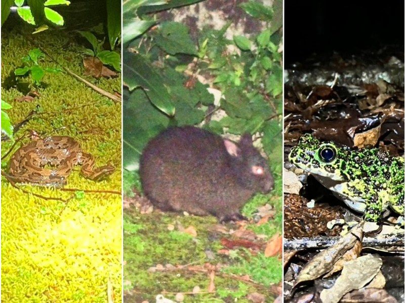 [Student-only plan] Night tour to search for endemic species of Amami Oshima! | 3 people ~ 