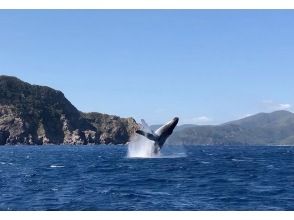 [Kagoshima/Amami Oshima] Marine activity ~ “Whale watching” winter onlyの画像