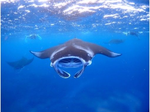 <Invoice system registered store> [Okinawa/Ishigaki Island] Enjoy the day to the fullest ♪ Manta ray snorkeling [camera data and equipment free]の画像