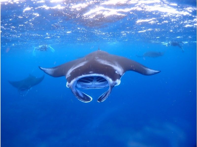When can you see manta rays in Ishigaki Island? A comprehensive guide to the chances of encountering them and recommended snorkeling and diving tours!