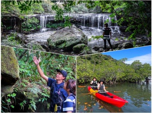 [Iriomote Island/1 day] Enjoy the World Heritage Site! Enjoy two rivers at "Sangara Falls" & mangrove SUP/canoeing! [Free photo data] SALE!の画像