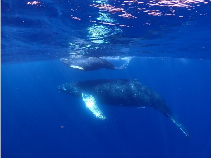 [License holders only] Snorkeling challenge! Whale Swim Let's swim with humpback whales! February/March limited menuの紹介画像