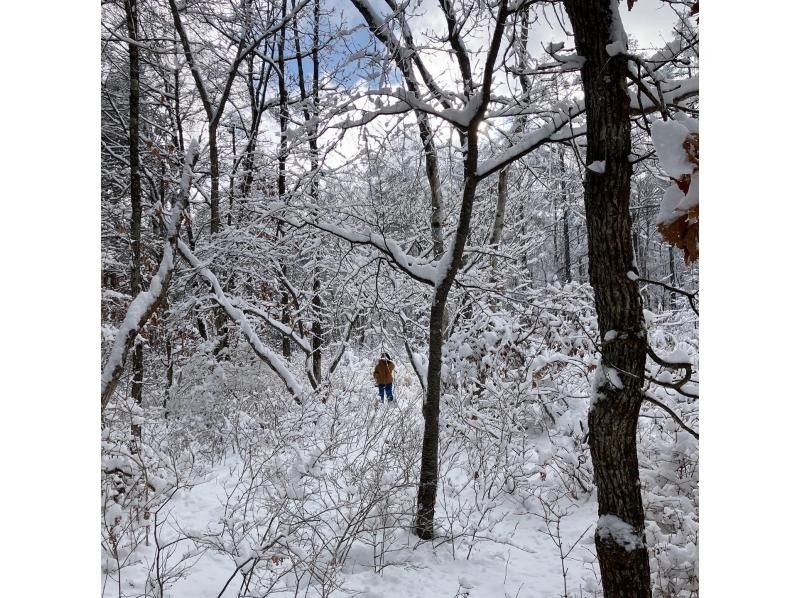 Easy!! Snow trekking Experience a little safe snowy forest! A leisurely 1-hour walk along a secret trailの紹介画像