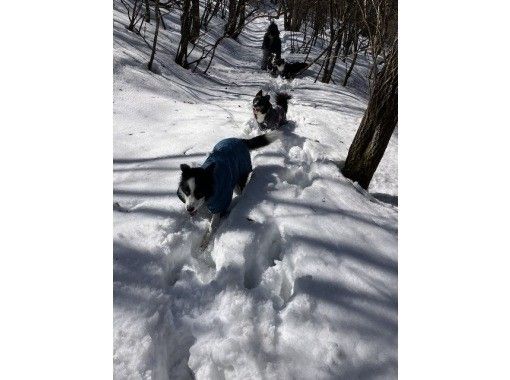 Easy snow trekking (less than 1 hour 30 minutes) A short experience in a safe snowy forest A leisurely secret trail walking planの画像