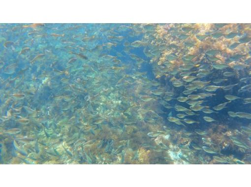 [Shimoda/Ebisu Island] Guided snorkeling tour with excellent visibilityの画像