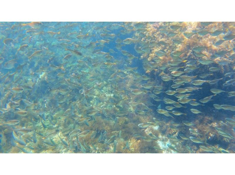 [Shimoda/Ebisu Island] Guided snorkeling tour with excellent visibilityの紹介画像