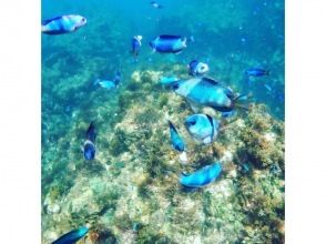 [Shimoda/Ebisu Island] Guided snorkeling tour with excellent visibilityの画像