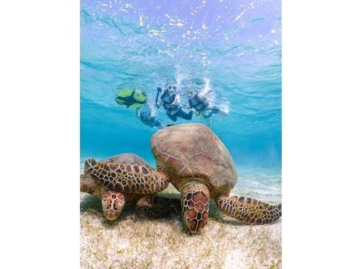 【宮古島｜ウミガメ遭遇率ほぼ100％】初心者専門の少人数シュノーケリング｜／冬でも安心／当日予約◎／高画質データ無料の画像