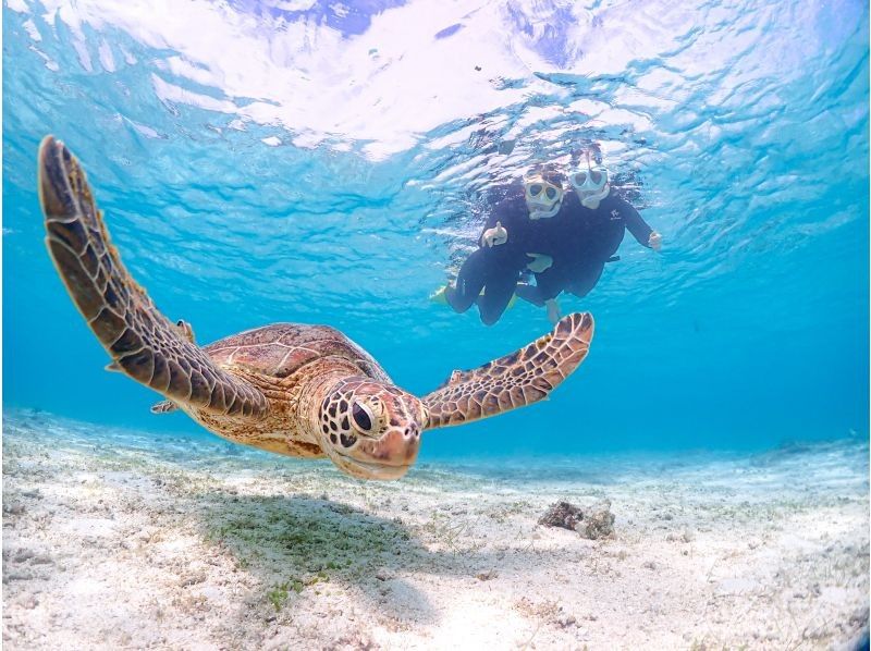 [Miyakojima] 100% encounter rate continues! Beginners and children welcome! A special snorkeling experience where you can swim up close with sea turtles and tropical fish! Free high-resolution photos!の紹介画像