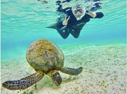 【宮古島・1組限定】本当に出会える！ウミガメシュノーケル貸切プラン♪12歳以下は子供料金☆の画像