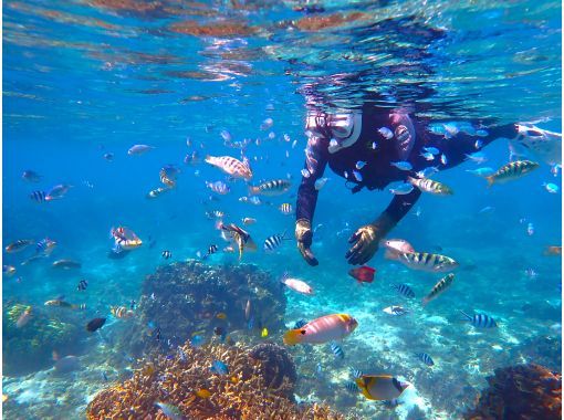 《Assemble in person! 》About 30 minutes from Naha♪ [Snorkeling tour at the "Natural Aquarium" where sea turtles and many fish live] ★Free transportation★Free fish feeding★の画像
