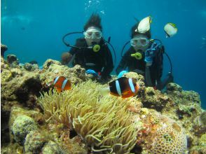 [Chatan, Okinawa] Photo and video present! Boat experience diving! Let's go see the coral fields! Departing from Chatan, about 2 hours, held 4 times a day, pick-up and drop-off available ※English OK