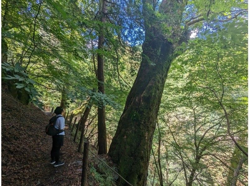 【埼玉・秩父】関東のパワースポット三峯神社へ！静かな表参道をハイキングしながら参拝するツアー 1日1組限定の紹介画像