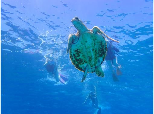 [จากนาฮา] การดำน้ำตื้น(Snorkeling) เกาะเครามะ + แผนสำรวจเต่าทะเล (พร้อมประสบการณ์ปฏิสัมพันธ์กับปลา) [3 ชั่วโมง]の画像