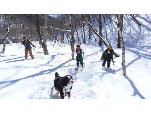 [Minakami] A half-day dog snow trekking tour for groups of dogs [Shima/Kusatsu]の画像