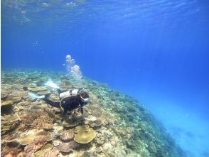 【水納島・瀬底島 】ボート体験ダイビング1本　(10歳から参加OK) 　写真・動画無料プレゼント