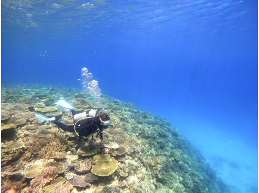 【水納島・瀬底島 】ボート体験ダイビング1本　(10歳から参加OK) 　写真・動画無料プレゼントの画像