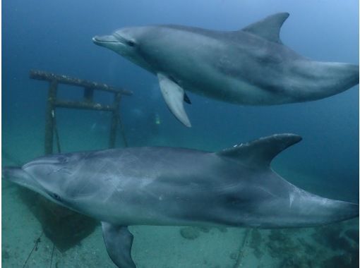 [Free transportation] Meet "dolphins" in Chiba⁉️ Visit the undersea shrine all year round from Shimousa-Nakayama Station/Funabashi Station! Scuba diving tours on Lanaiの画像