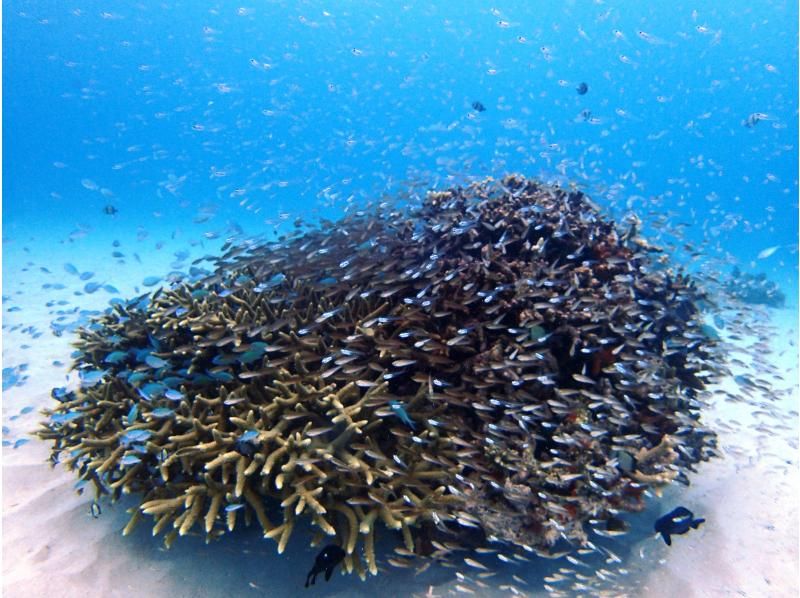 渡嘉敷島ダイビング 島あしびの最新写真