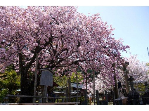 スプリングセール実施中【3日間限定！】偶然が生んだ名木「黒田百年桜」で京都桜のフィナーレを飾ろう！＜専用車1台8名様限定＞