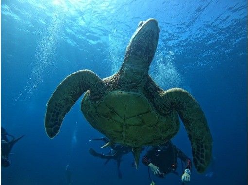 【那覇発・慶良間】期間限定2名以上参加で3DIVE18000円キャンペーン☆器材レンタル込み☆ボートFUNダイビング３本☆の画像