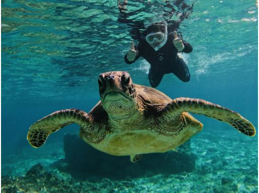 【奄美大島・シュノーケリング】透き通る海へ！ウミガメと泳ぐ感動体験☆写真プレゼント付き《Fプラン》の画像