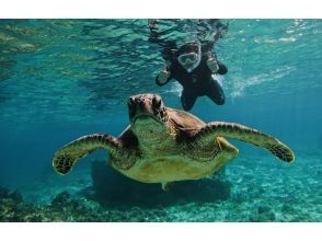 【奄美大島・シュノーケリング】透き通る海へ！ウミガメと泳ぐ感動体験☆写真プレゼント付き《Fプラン》