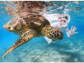 [Amami Oshima Snorkeling] Enjoy even in winter♪ Swim with sea turtles in Amami! A safe beach snorkeling experience! Free photo shoot☆《Plan F》