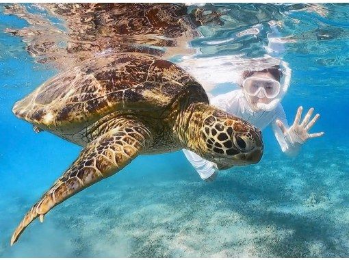 [Amami Oshima Snorkeling] Enjoy even in winter♪ Swim with sea turtles in Amami! A safe beach snorkeling experience! Free photo shoot☆《Plan F》の画像