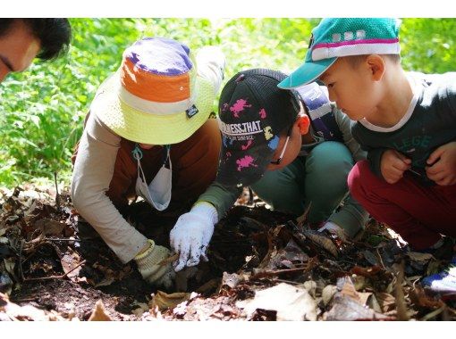 【東京】カブトムシの幼虫と春の昆虫探し！の画像