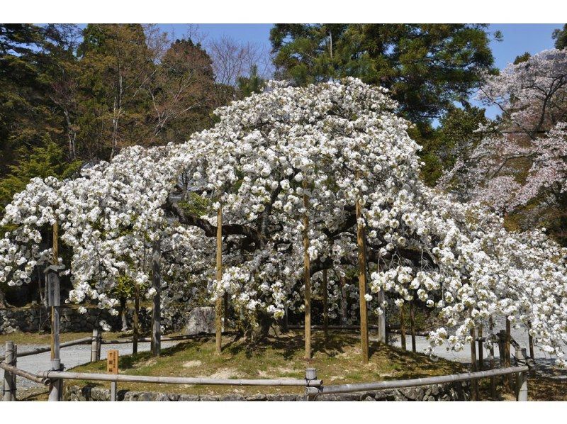【3日間限定！】千の願いが叶う！「千眼桜」を見たい！そうだ、京都の郊外に行こう。＜専用車1台8名様限定＞の紹介画像