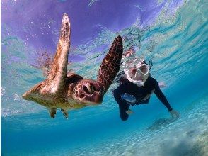 [Okinawa/Miyakojima/2 hours] Spring sale underway! Sea turtle snorkel photo tour "100% encounter rate" at-home tour with sea turtle photoの画像