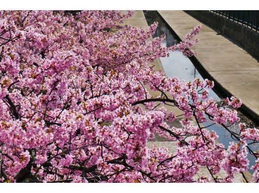 幻の港湾都市に咲く、京都最速の早咲き桜「河津桜」ツアー！の画像