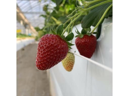 [Nagano/Karuizawa] A fixed amount of picking plan for Shinku no Misuzu (black strawberries) ★ A rare variety featured on Nippon Television's "Manten☆Aozora Restaurant" ★ You can pick and take them homeの画像