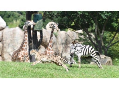 [คานากาว่า/โยโกฮาม่า] ตั๋วเข้าชมสวนสัตว์ Zoorasia โยโกฮาม่า (ไม่ระบุวันที่และเวลา/ใช้ได้ 6 เดือน)の画像