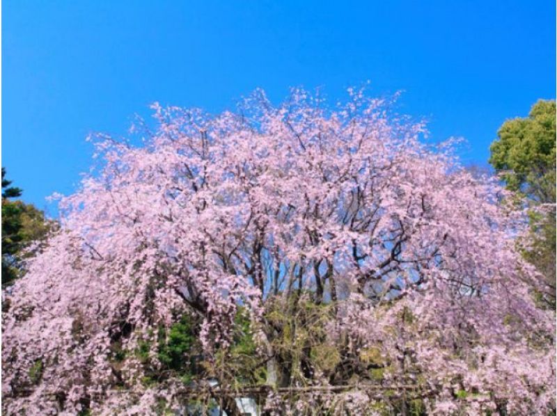 ○8枚○おふろの王様 多摩百草店 - その他