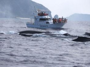 【沖縄・座間味】ホエールウォッチング2時間！クジラにやさしい★親子歓迎、当日手ぶらで参加OK