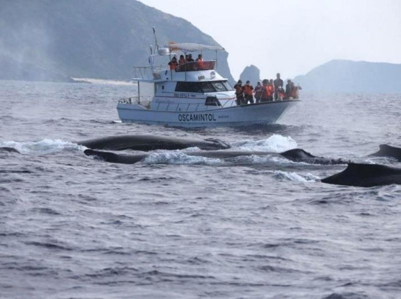 [โอกินาว่า/ซามามิ] ดูปลาวาฬ 2 ชั่วโมง! เป็นมิตรกับวาฬ ★ยินดีต้อนรับผู้ปกครองและเด็ก คุณสามารถเข้าร่วมได้ด้วยมือเปล่าในวันนั้นの紹介画像
