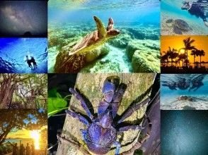 【宮古島:昼夜満喫】ウミガメシュノーケル&星空ジャングルナイトツアーのSETプラン♪♪の画像