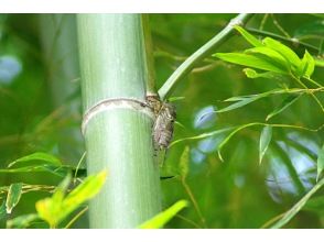 "Kawaguchi, Saitama Prefecture" *Family friendly* Invasive species extermination series We will be holding a tour to capture, exterminate and eat the larvae of the bamboo stucco. You can also capture Kabukuwa in OPTION.