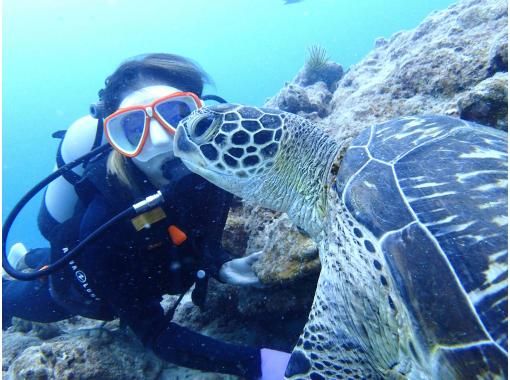 [Ishigaki Island Diving, 1 day, Phantom Island, Sea Turtle] 3dive experience diving in 1 day! Let's aim for the phantom island and sea turtles!の画像