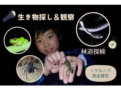 【沖縄・石垣島】ナイトツアー！3歳からOK！夜のジャングル探検、満天の星空の下で亜熱帯の生き物探し＆観察をしよう！＜1グループ貸切案内＞の画像