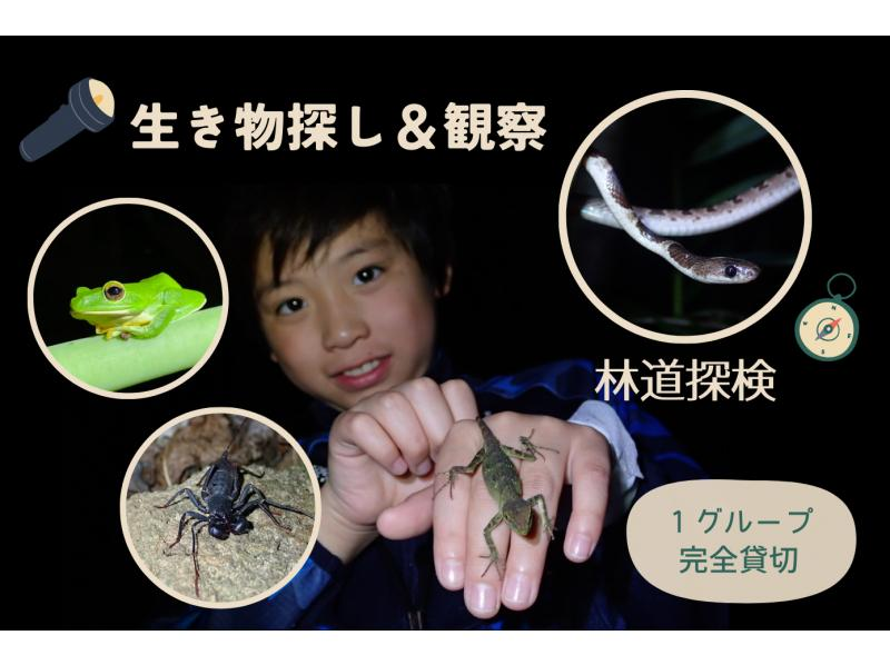 【沖縄・石垣島】ナイトツアー！3歳からOK！夜のジャングル探検、満天の星空の下で亜熱帯の生き物探し＆観察をしよう！＜1グループ貸切案内＞の紹介画像