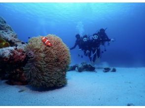 【沖縄・石垣島】スプリングセール実施中！体験ダイビングでマンタとウミガメに会おう（1DIVEとシュノーケル付き）写真データ無料プレゼント！の画像